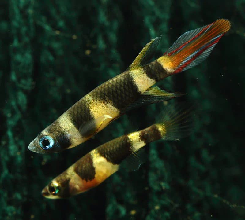 Clown Killifish 'Rocket' (1.5cm)