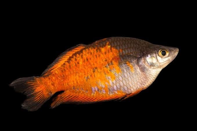 Parkinson's Rainbowfish Pair - Imported (5-6cm)