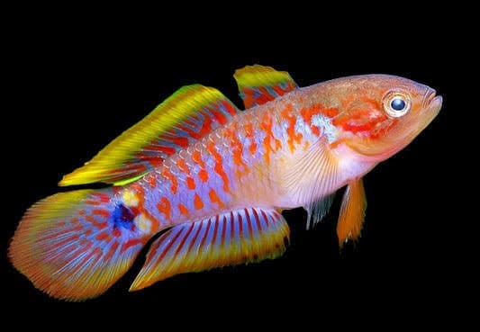 Peacock Gudgeon Fish (3cm)