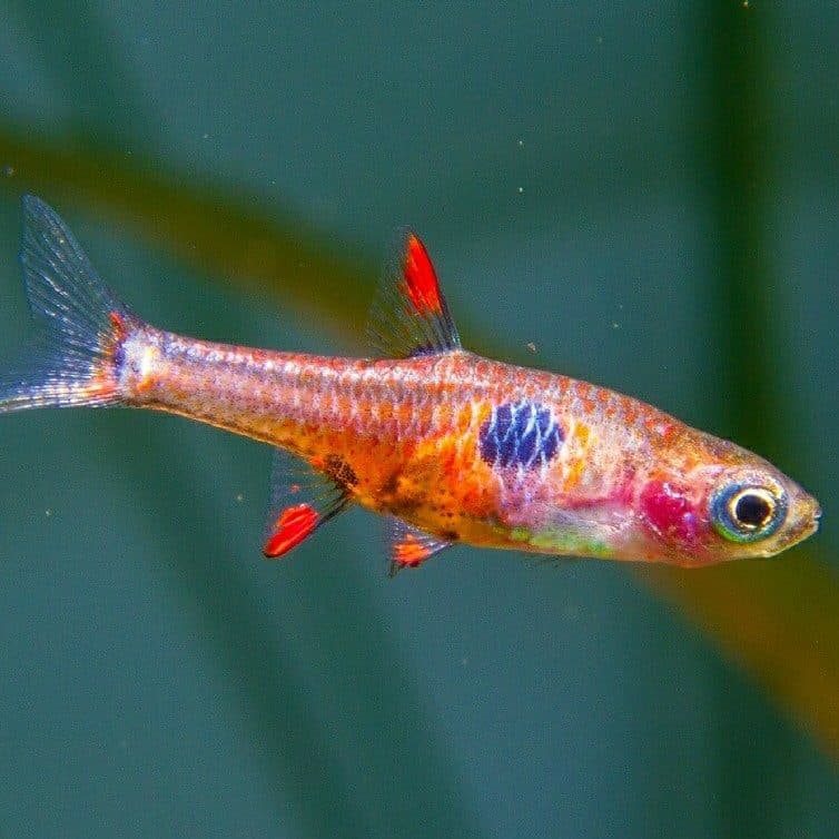Strawberry Rasbora Fish (1.5cm)