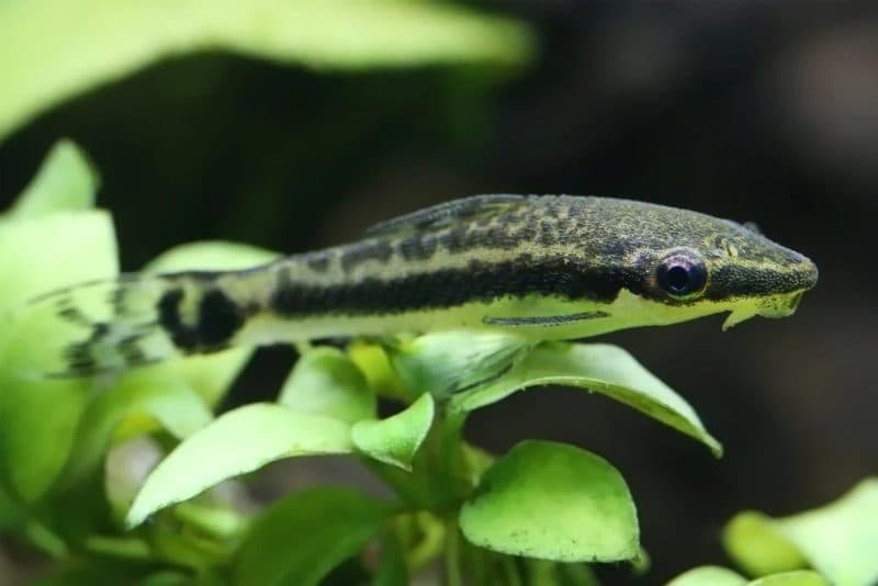 Otocinclus Catfish (2.2cm)