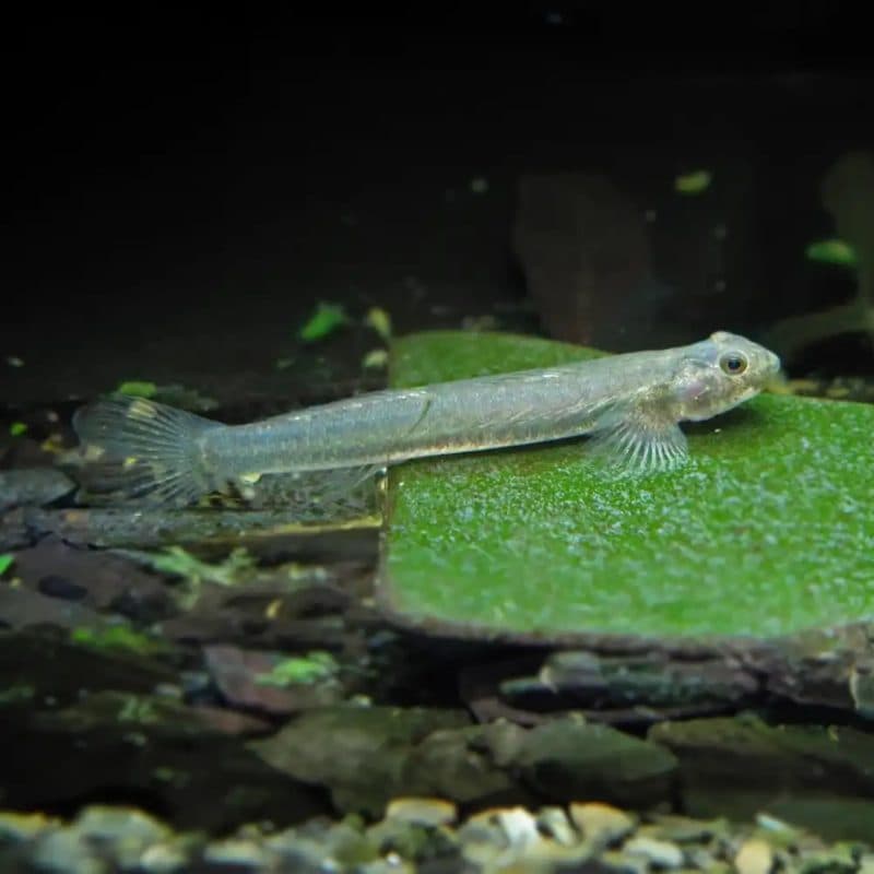 Glass Goby Fish (4-5cm)
