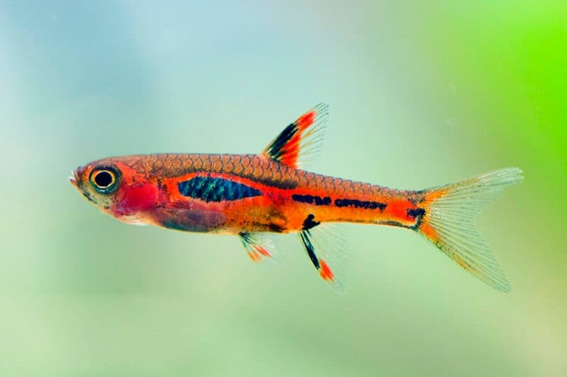 Maculata Rasbora Fish (1.5cm)