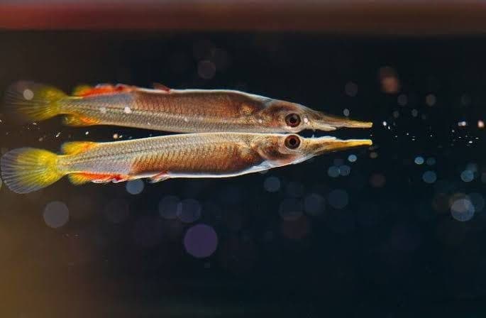 Platinum Half Beak Fish (3cm)