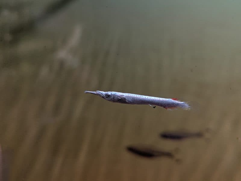 Halfbeak (Each)