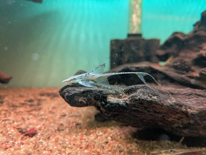 Royal Whiptail Catfish