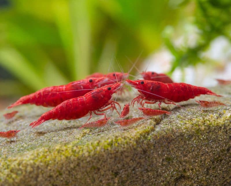Red Cherry Shrimp